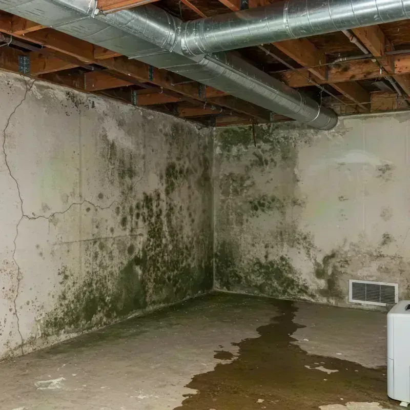 Professional Mold Removal in Lombard, IL